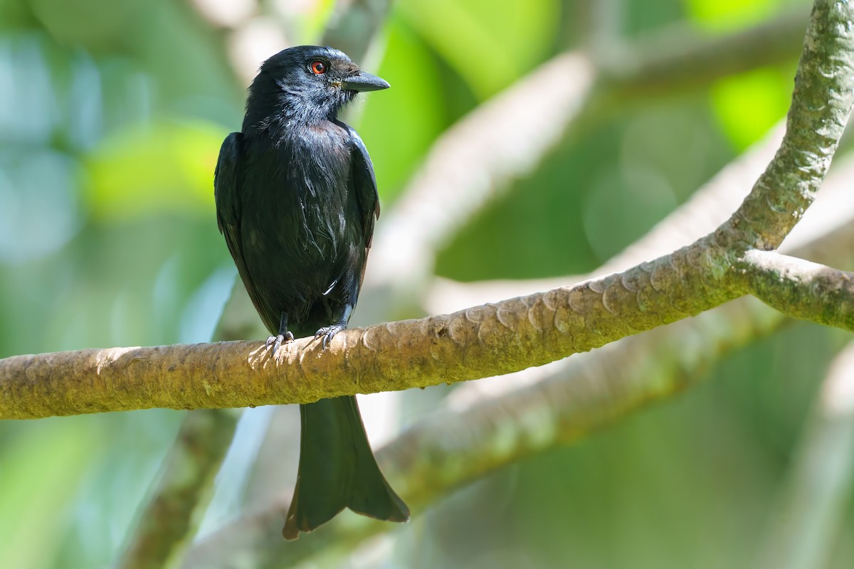 Fork-tailed Drongo - ML617657013