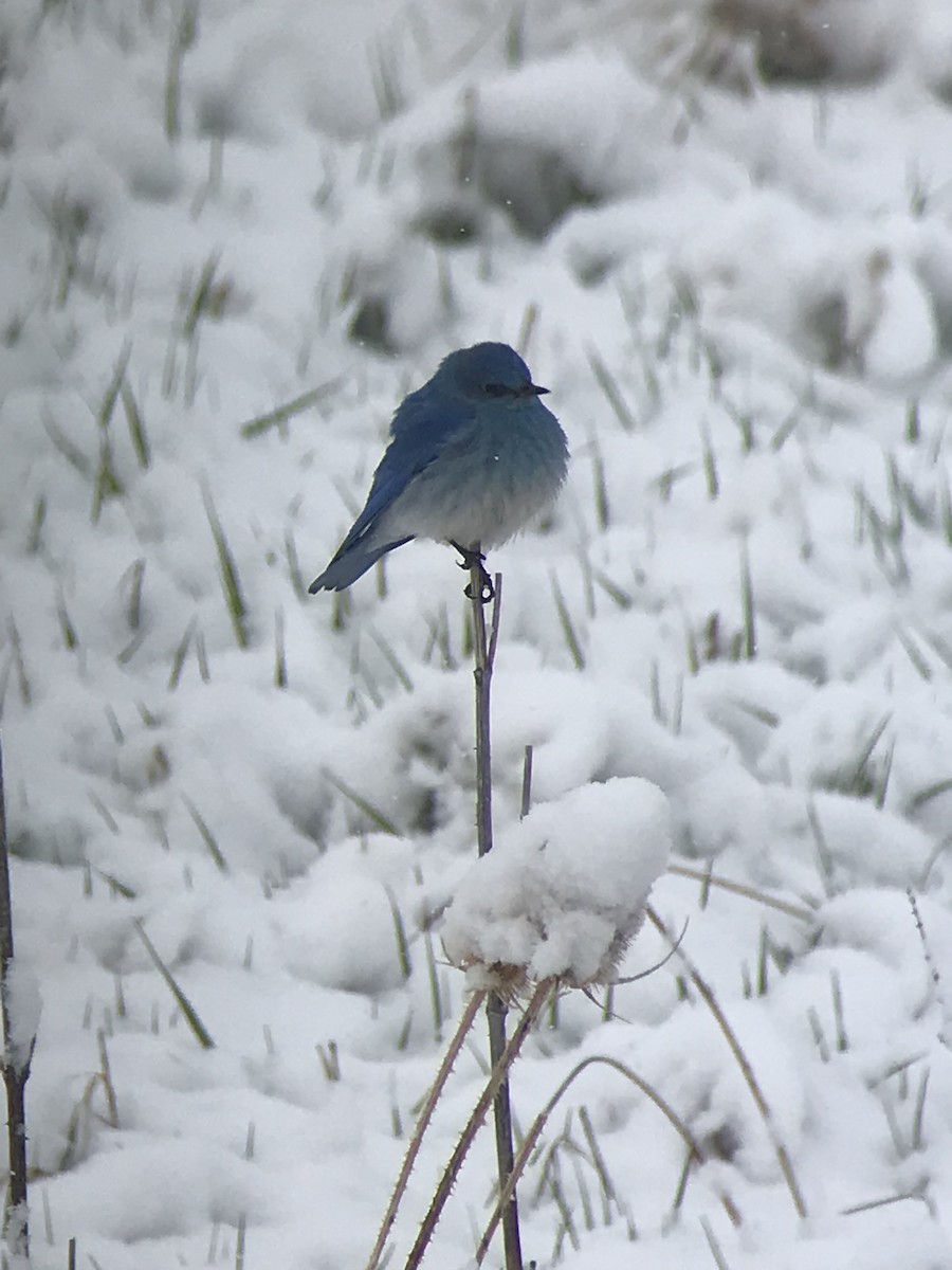 Mountain Bluebird - Scott Somershoe