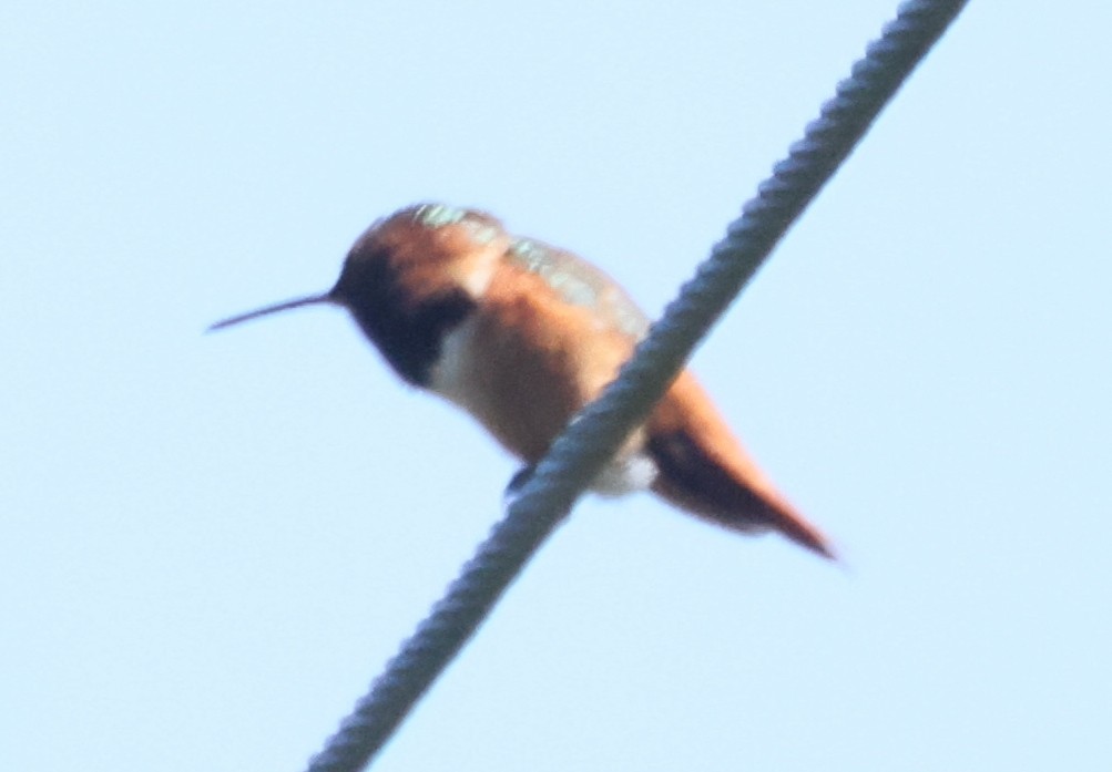 Allen's Hummingbird - ML617657092