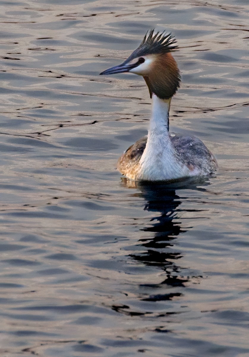 Great Crested Grebe - ML617657258