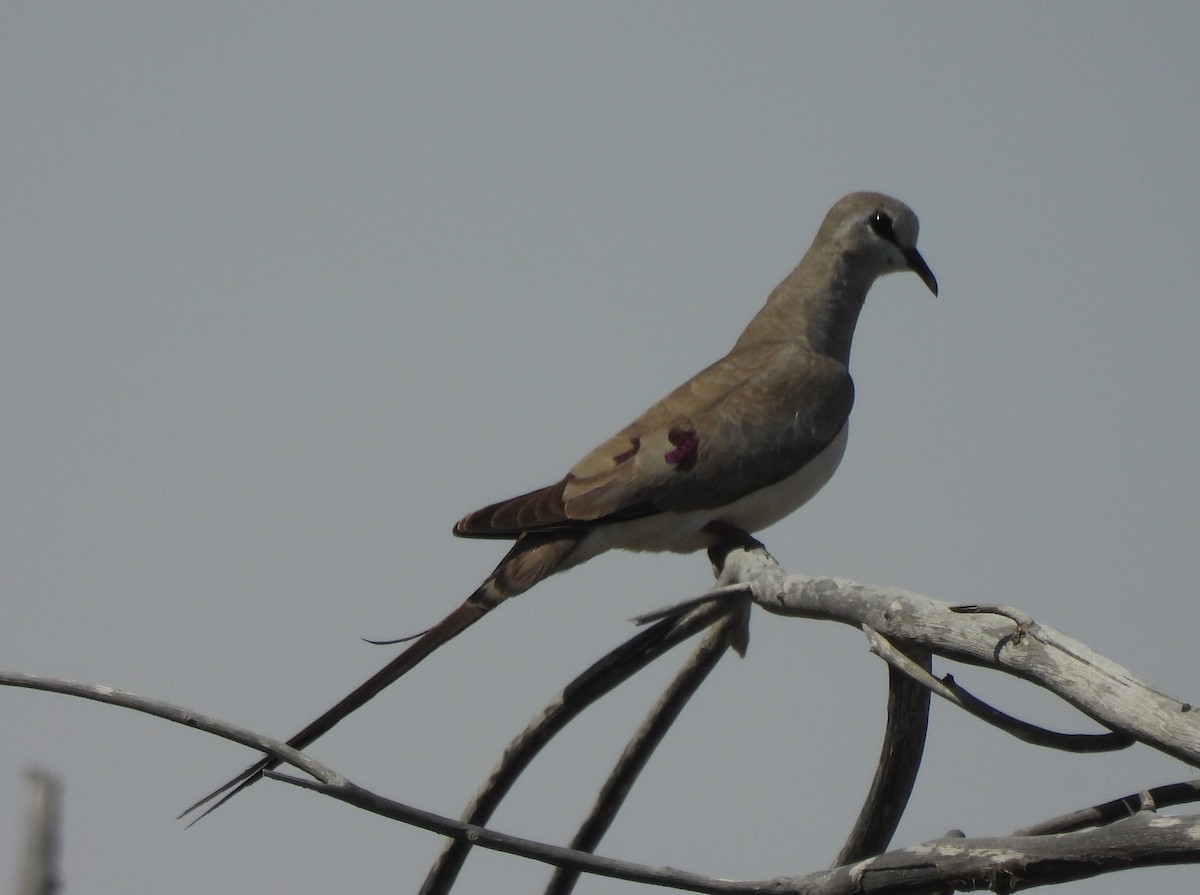Namaqua Dove - Uma Pandiyan
