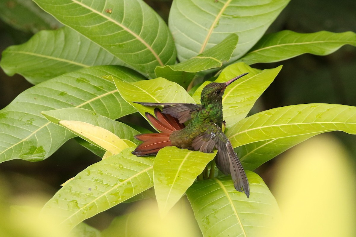 Rufous-tailed Hummingbird - ML617657451