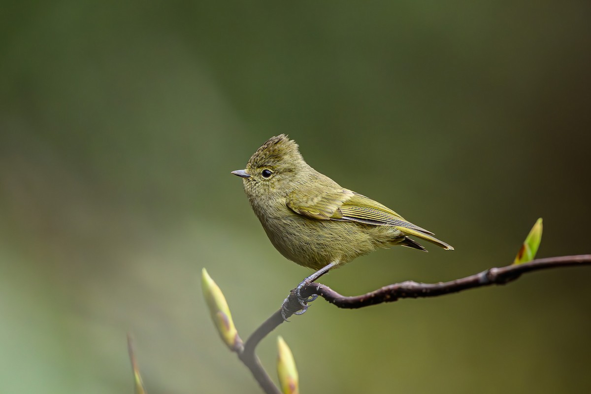 Yellow-browed Tit - ML617657489