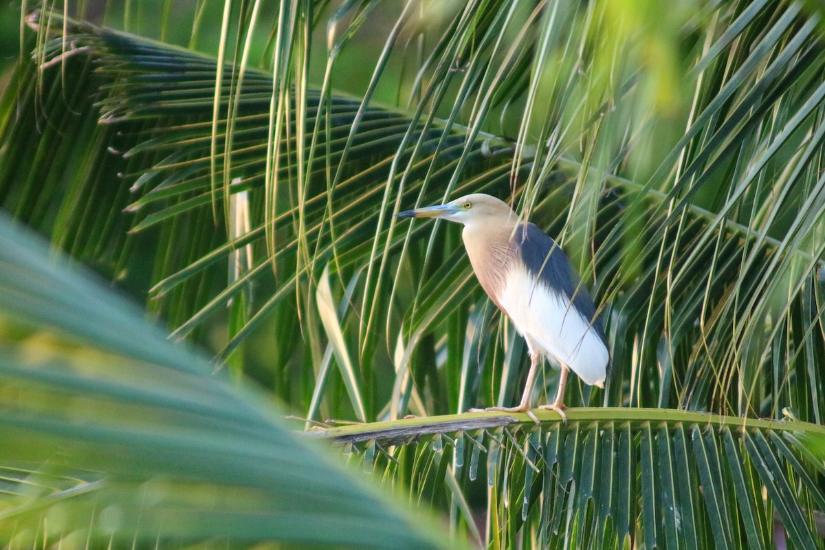 Javan Pond-Heron - Supot Surapaetang