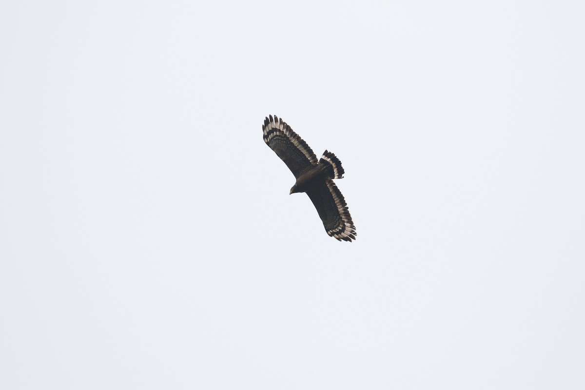 Crested Serpent-Eagle - ML617657498