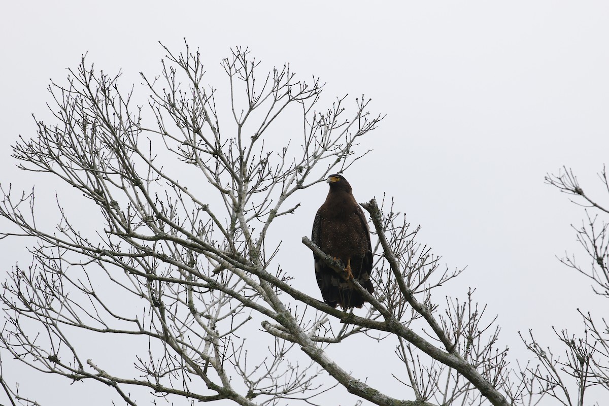 Crested Serpent-Eagle - ML617657508