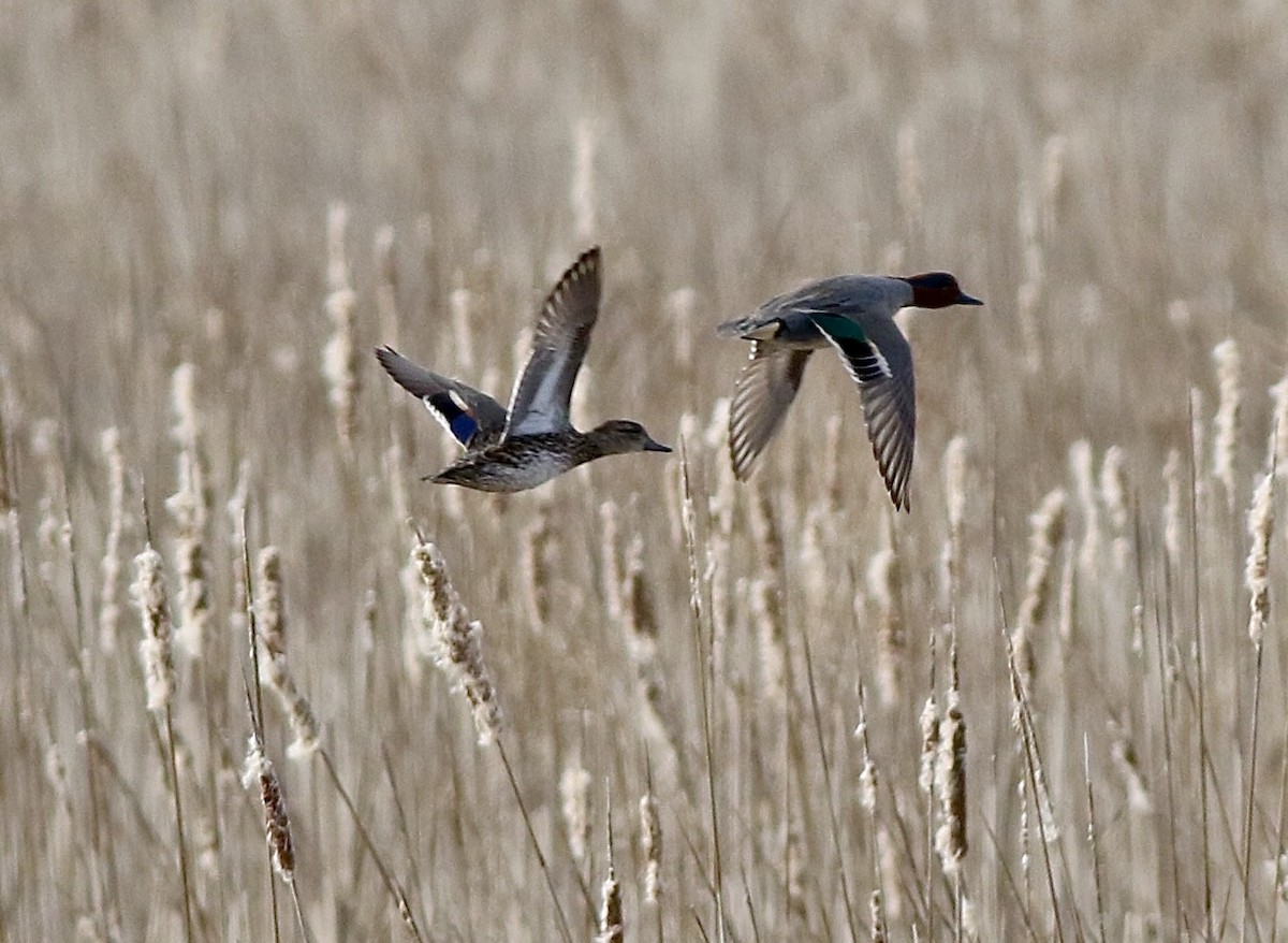 Green-winged Teal - Brian Miller