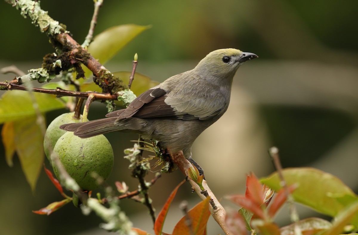 Palm Tanager - ML617657555