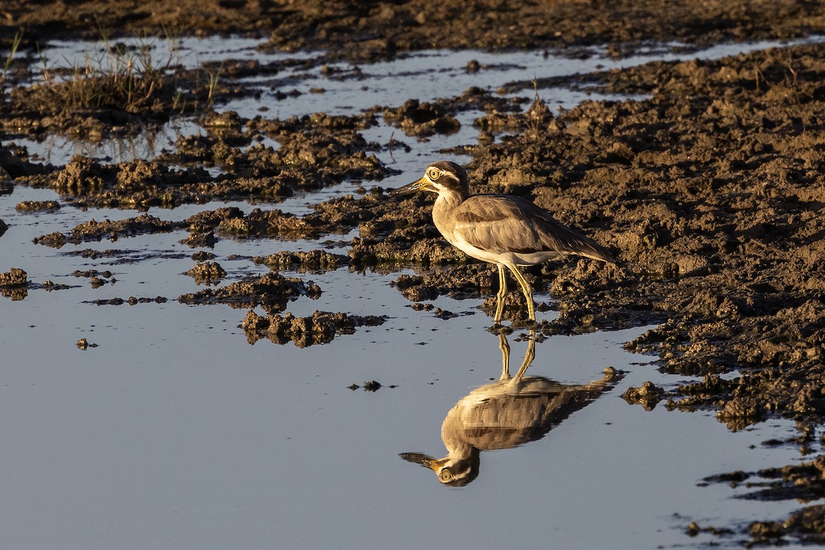 Great Thick-knee - ML617657556