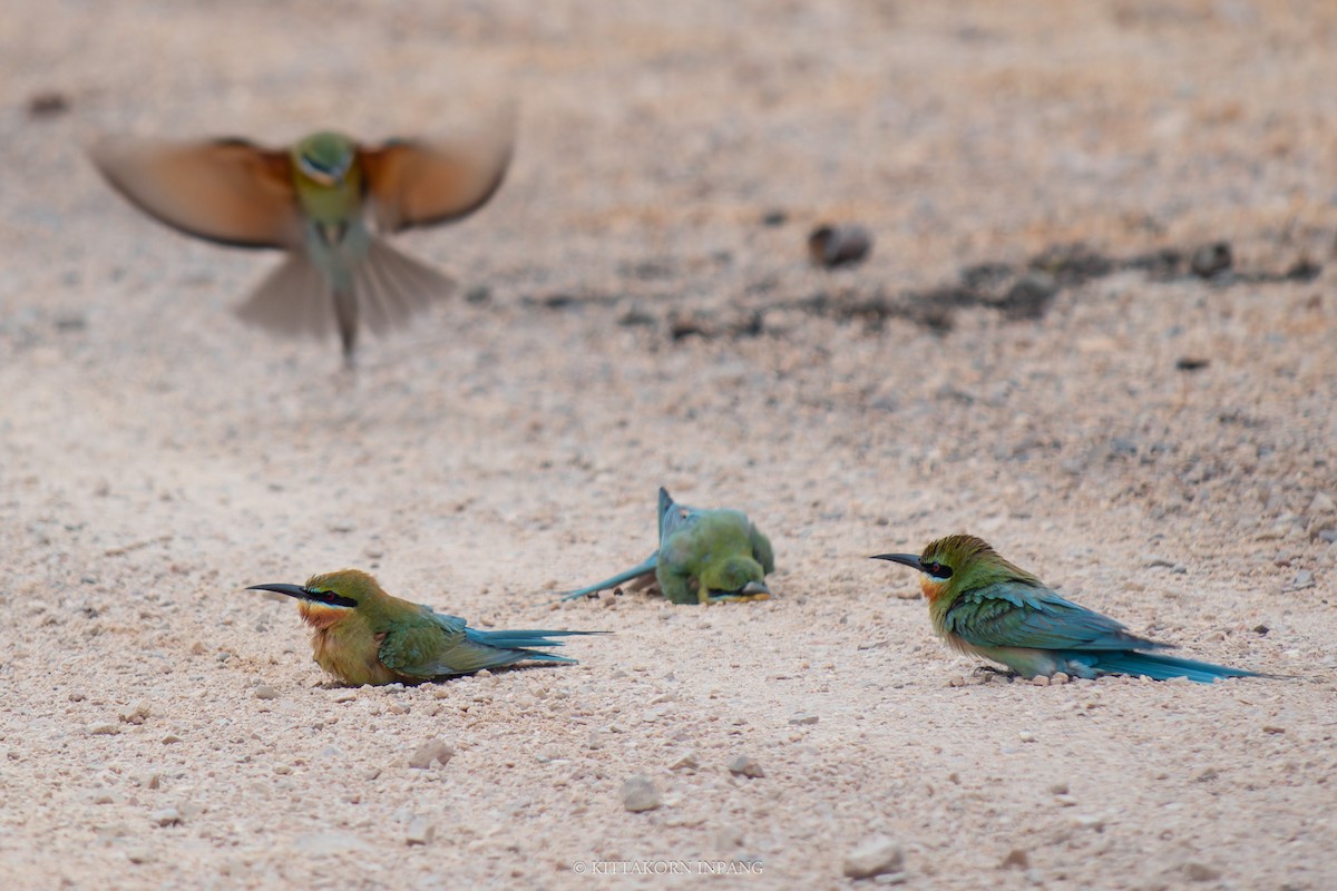 Blue-tailed Bee-eater - ML617657559