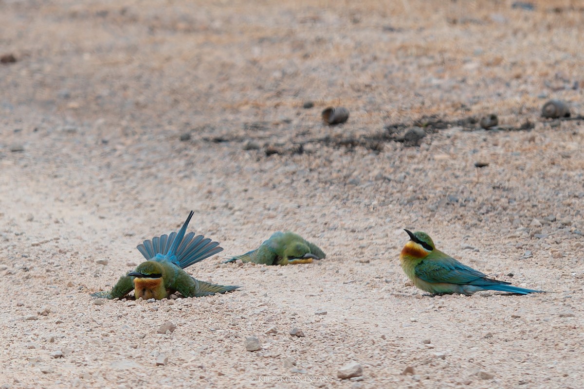 Blue-tailed Bee-eater - ML617657561