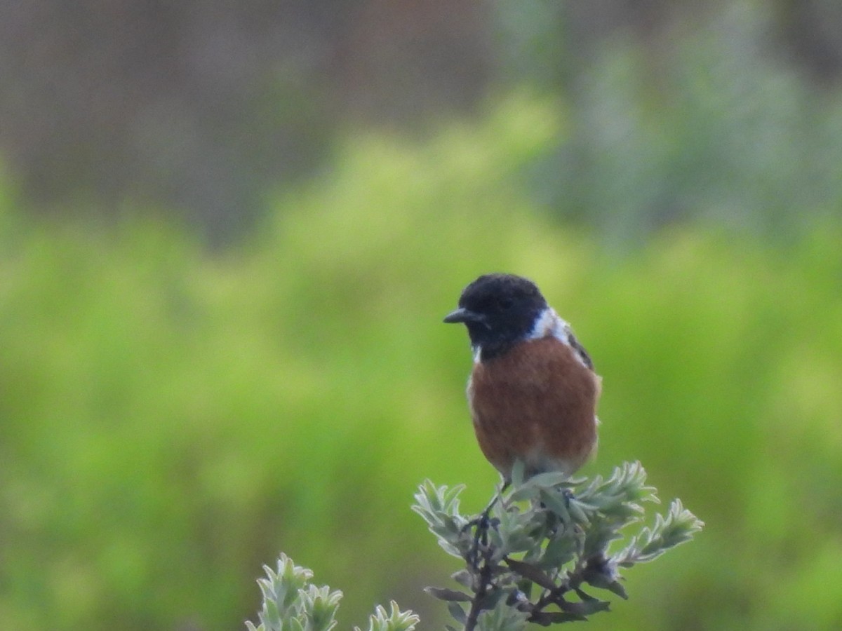 African Stonechat - ML617657581