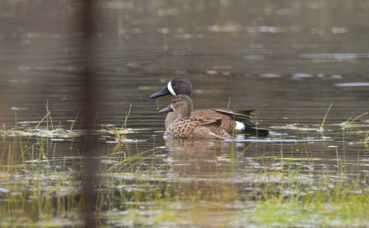 Blue-winged Teal - ML617657750
