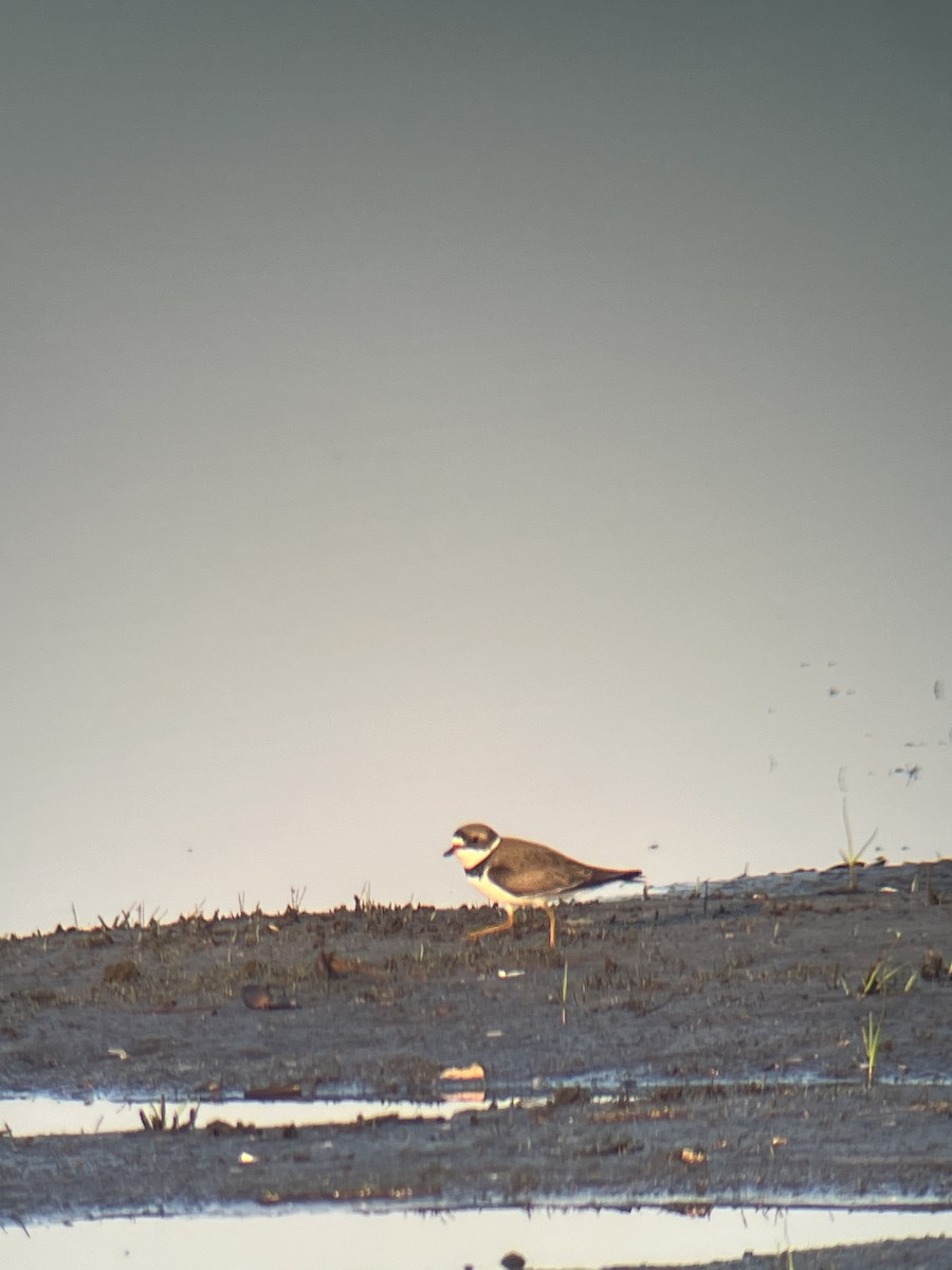Semipalmated Plover - ML617657756