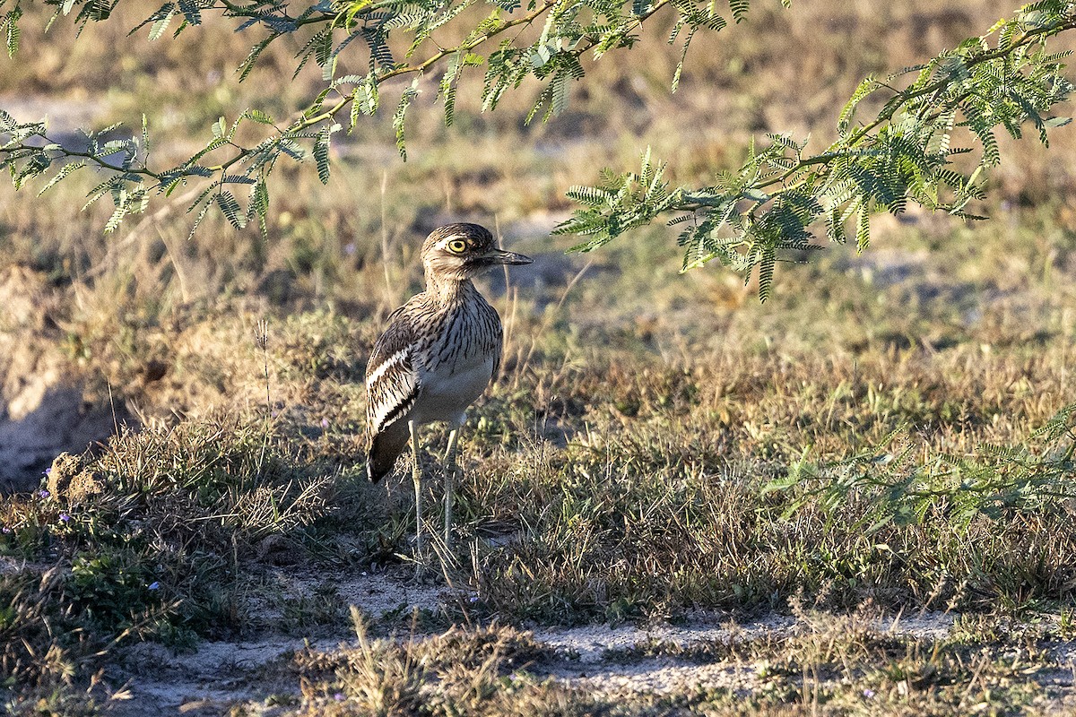 Indian Thick-knee - ML617657861