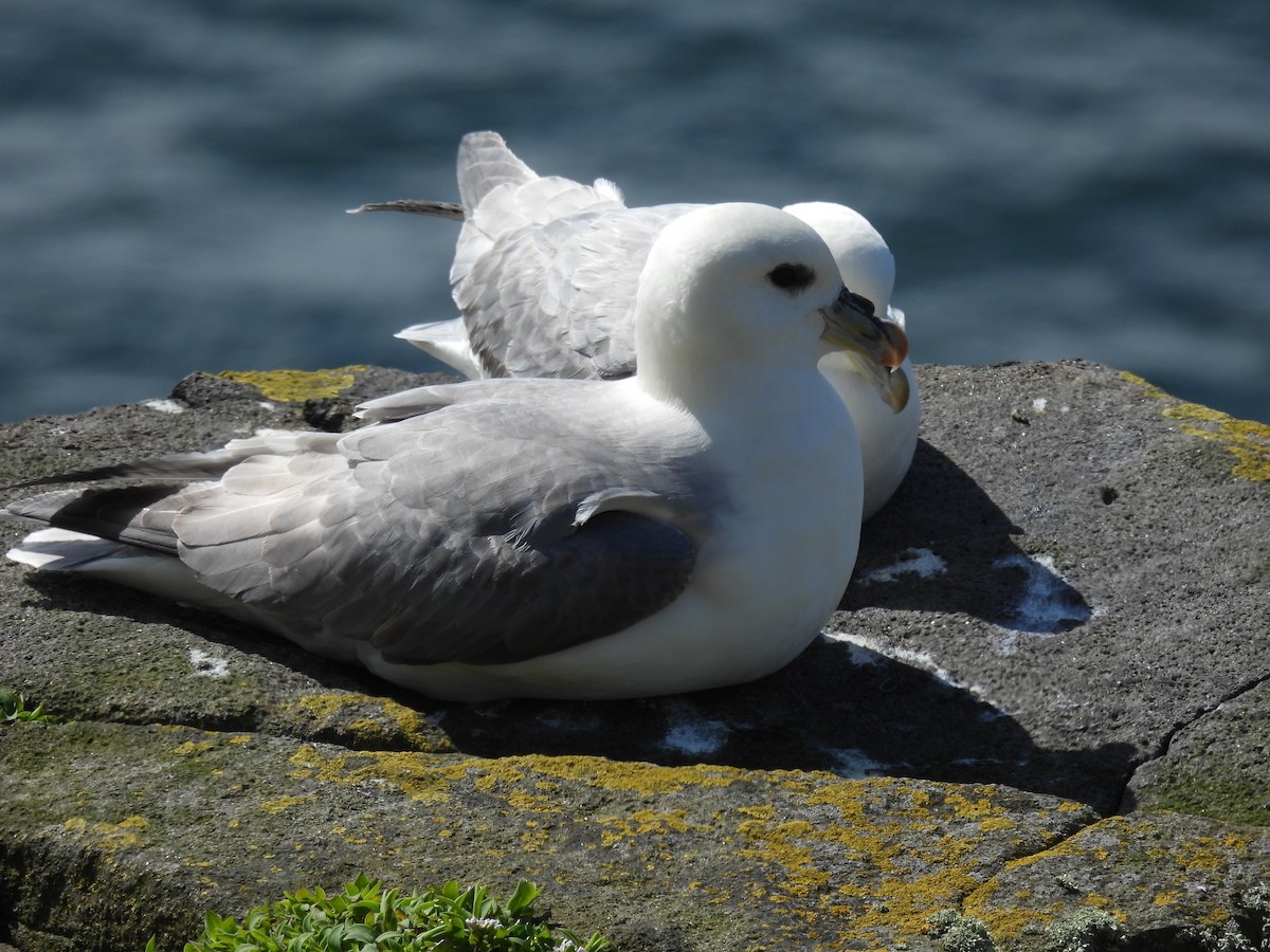 Northern Fulmar - Mike Coulson