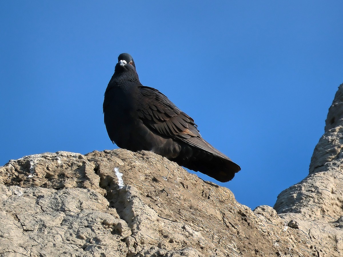 Rock Pigeon (Feral Pigeon) - ML617657879