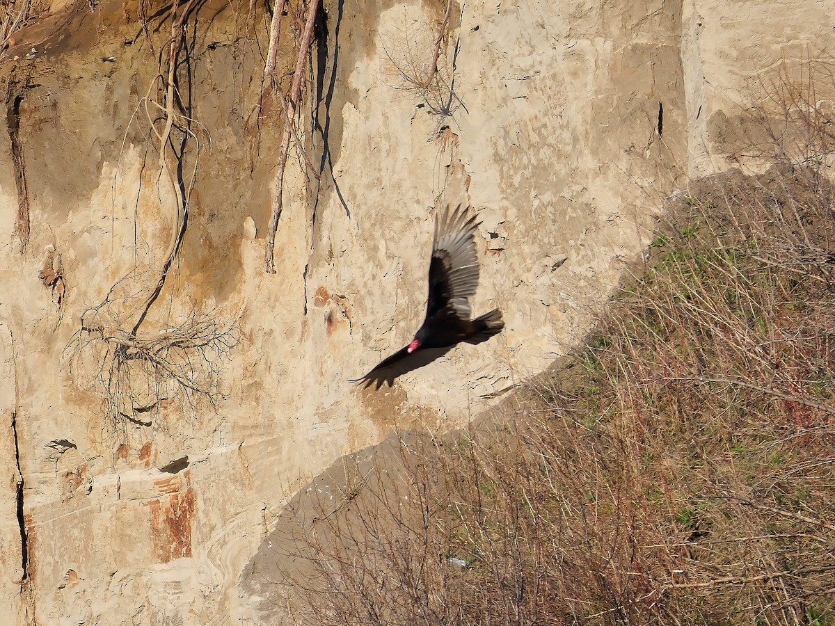 Turkey Vulture - ML617657914