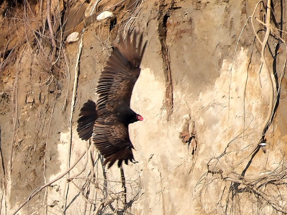 Turkey Vulture - ML617657935