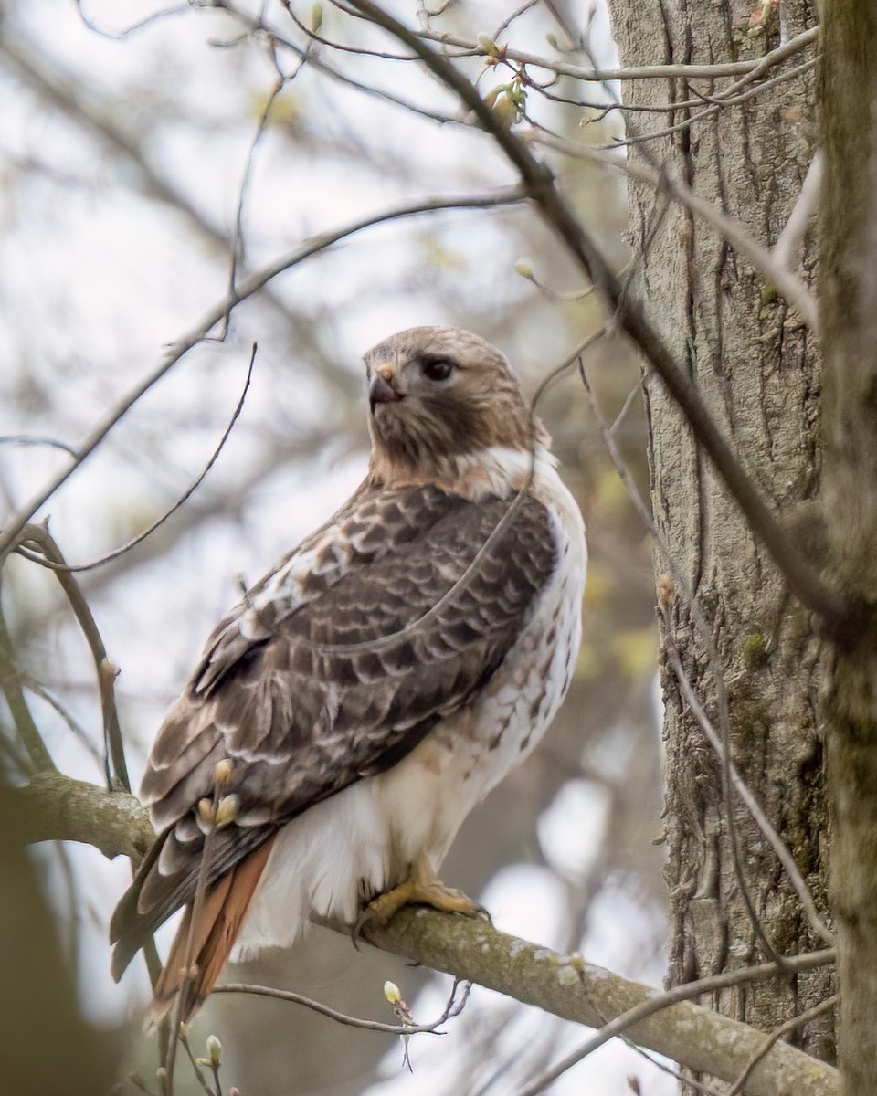 Red-tailed Hawk - ML617657943