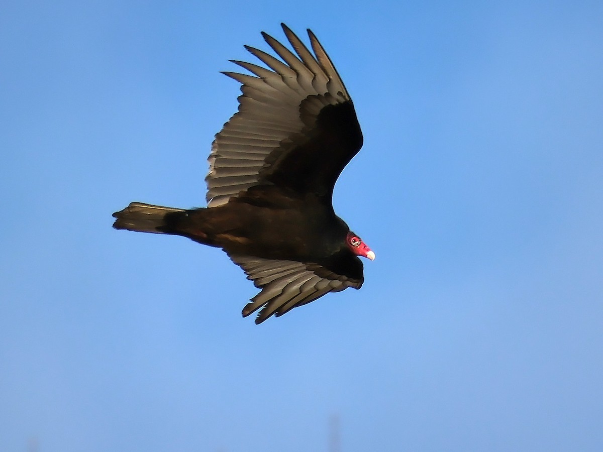Turkey Vulture - ML617657951