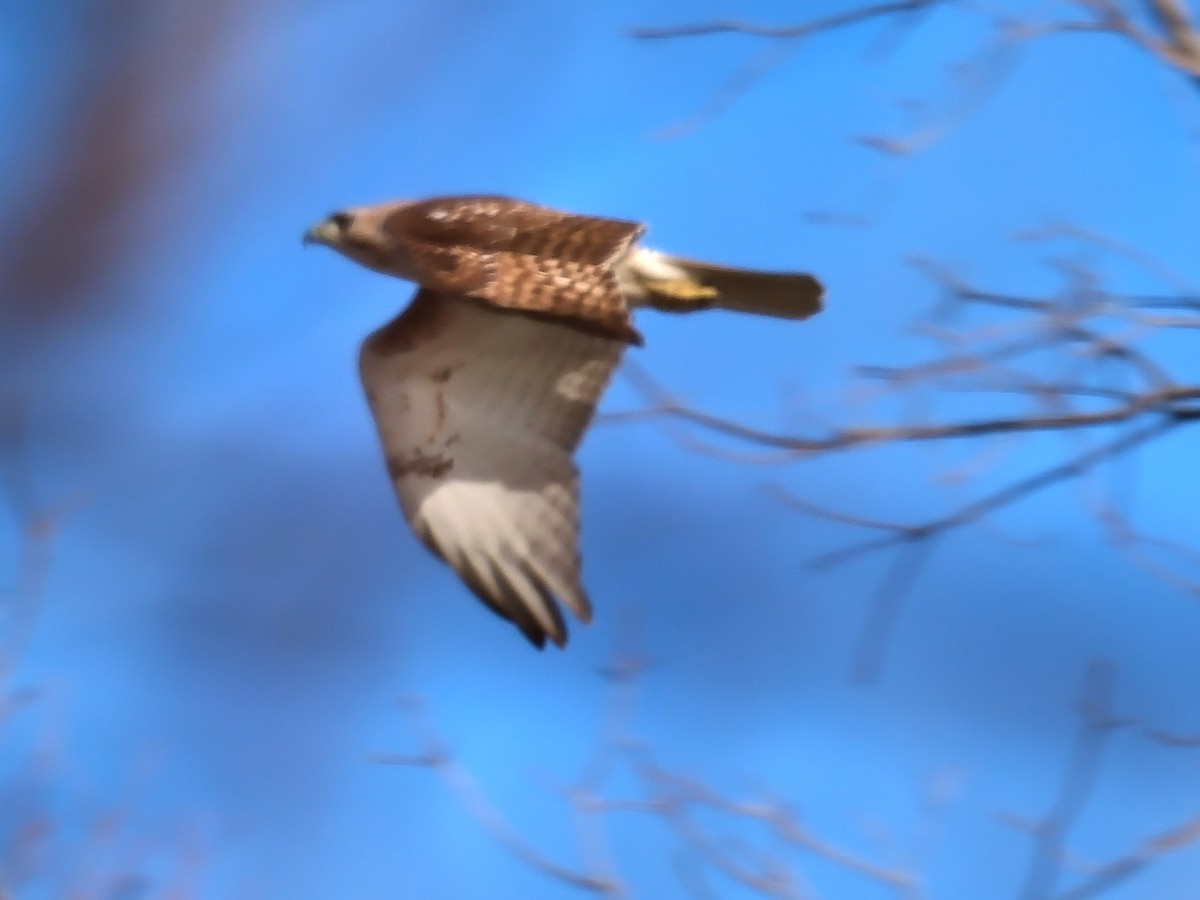 Red-tailed Hawk - ML617658002