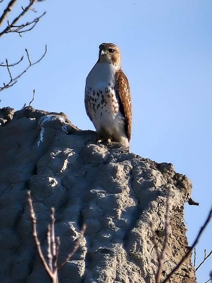 Red-tailed Hawk - ML617658003