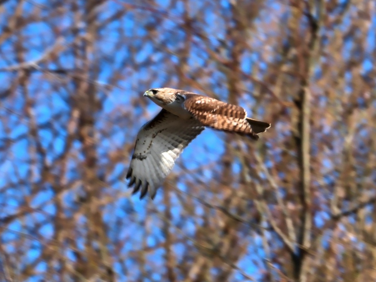 Red-tailed Hawk - ML617658004