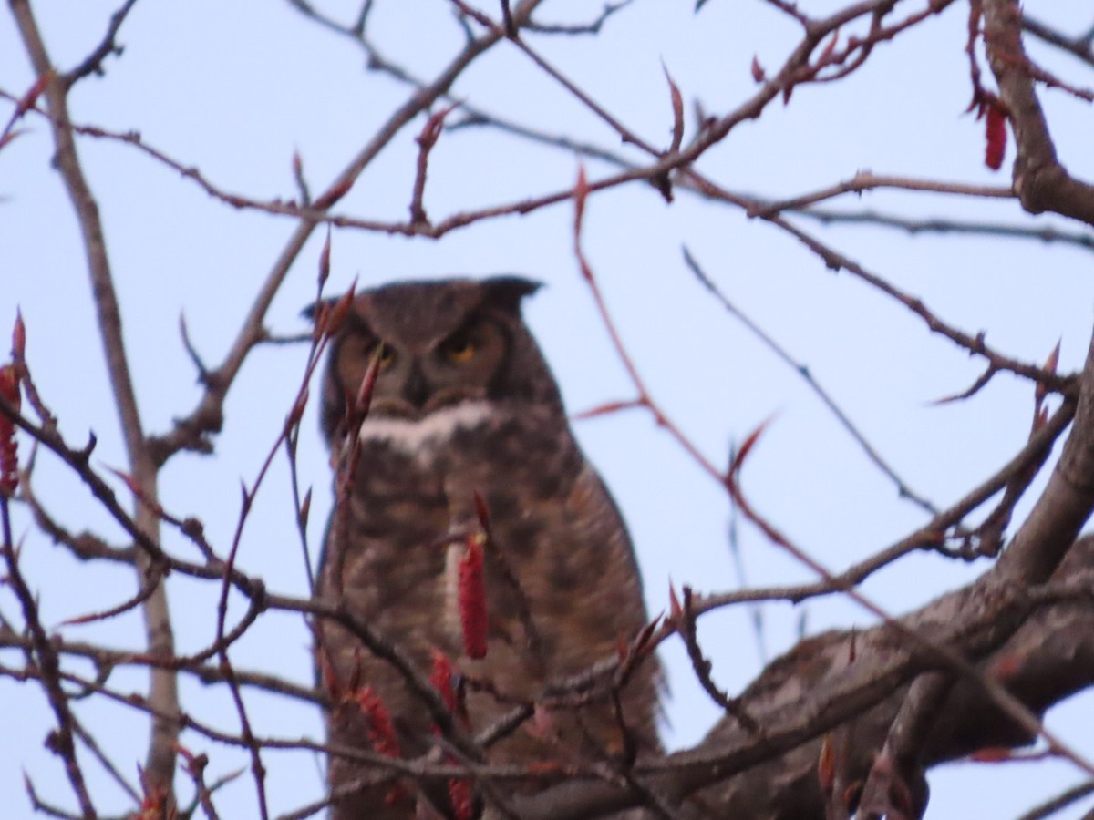 Great Horned Owl - ML617658031