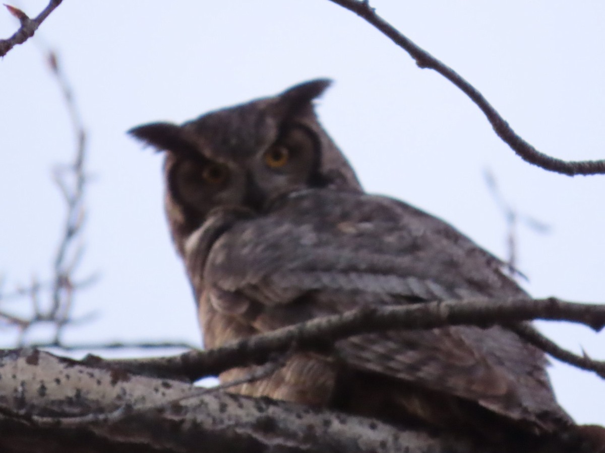 Great Horned Owl - ML617658050