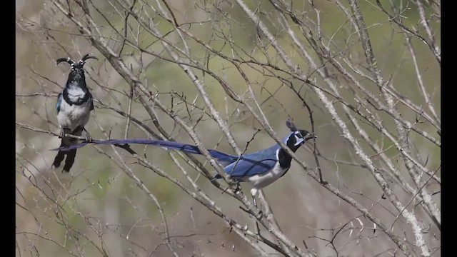 Black-throated Magpie-Jay - ML617658059