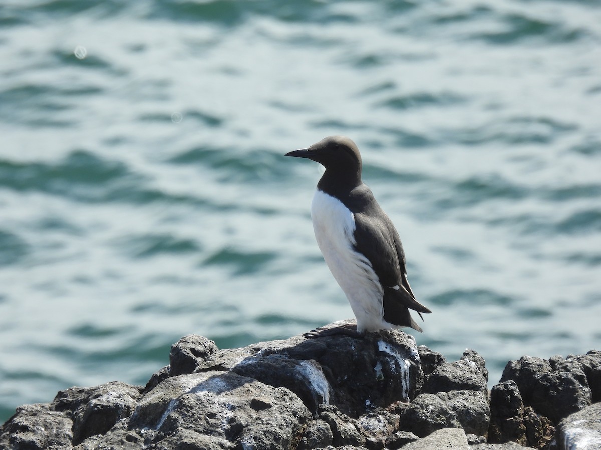 Common Murre - Mike Coulson