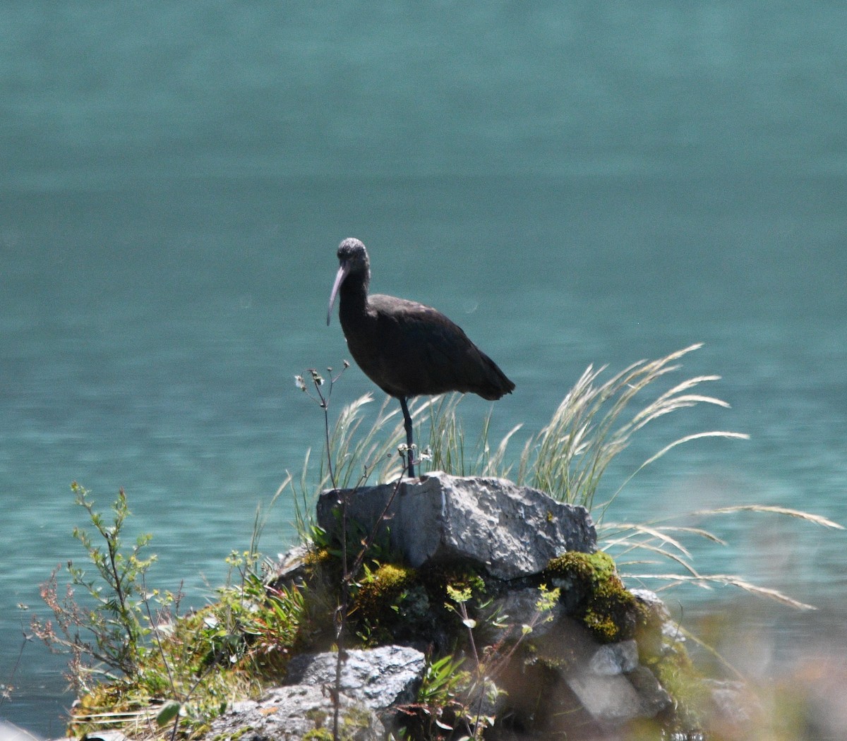 ibis andský - ML617658234