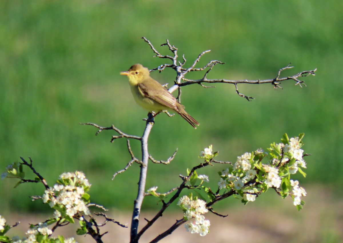 Melodious Warbler - ML617658298