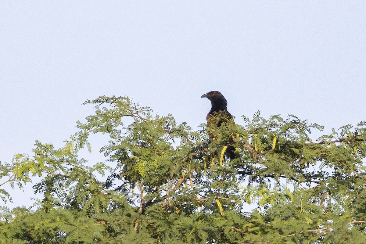 Greater Coucal (Southern) - ML617658305
