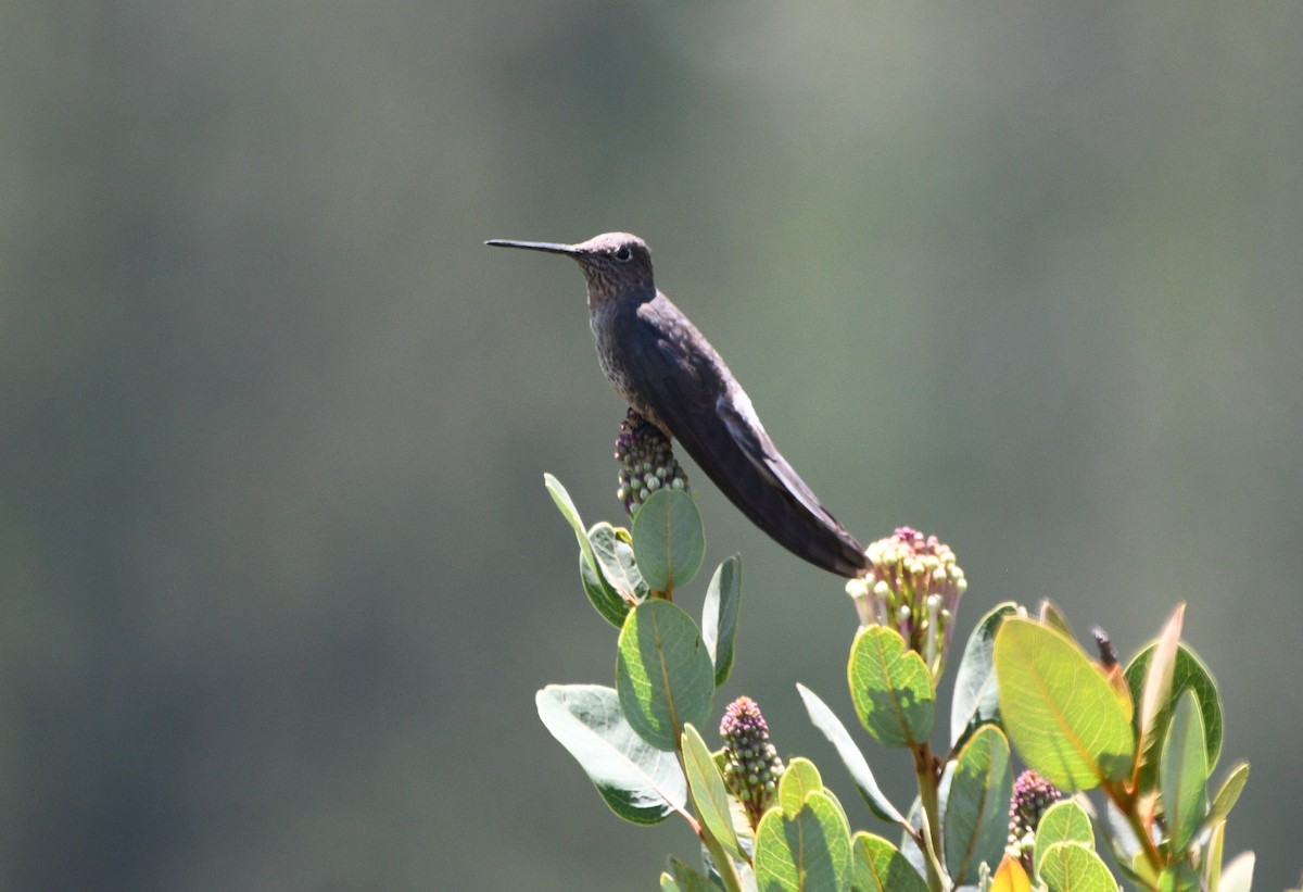 Giant Hummingbird - Paul Vandenbussche