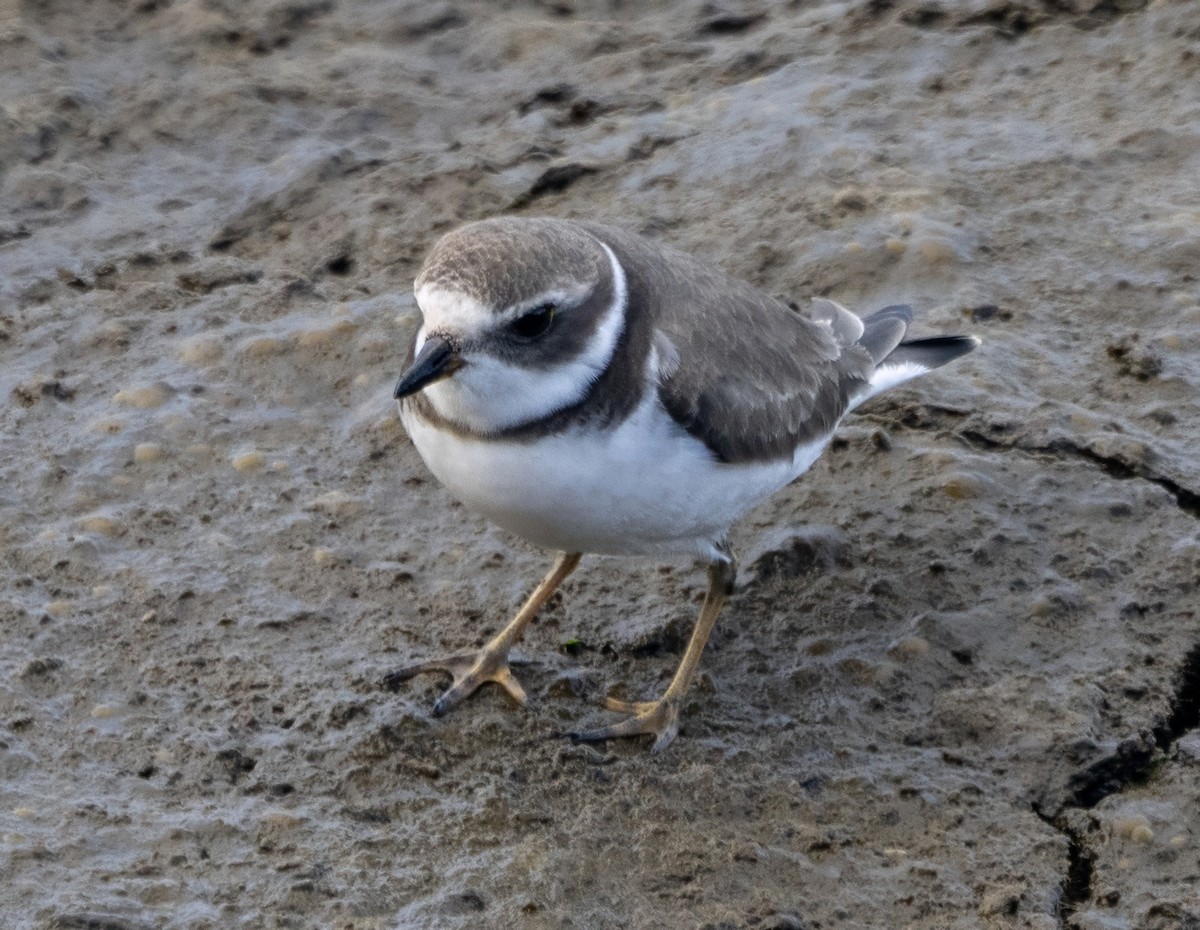 Semipalmated Plover - ML617658323