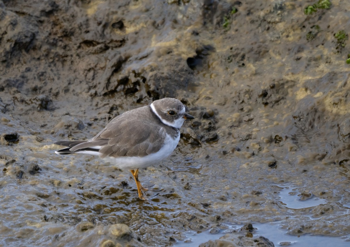 Semipalmated Plover - ML617658324
