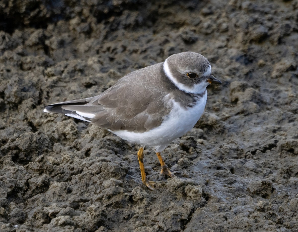 Semipalmated Plover - ML617658325