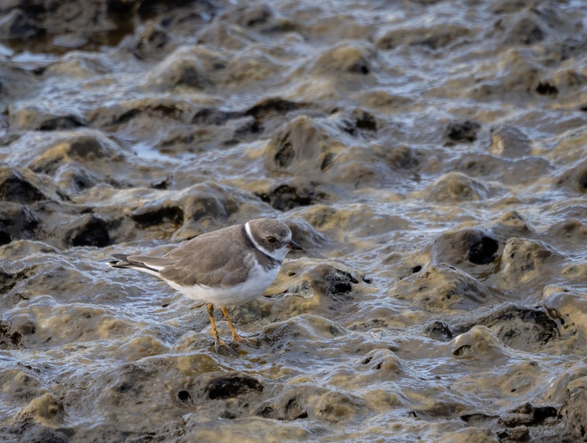 Semipalmated Plover - ML617658327