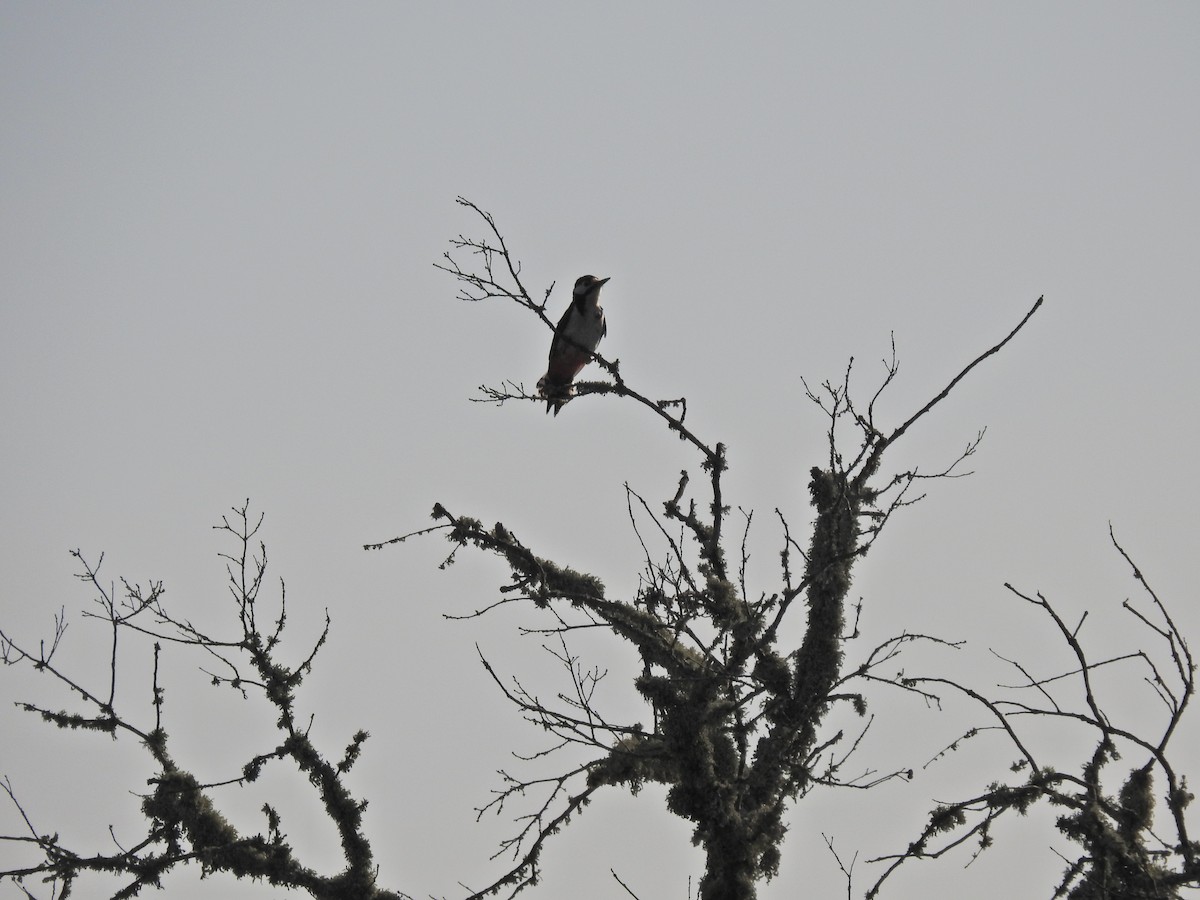 Great Spotted Woodpecker - ML617658351