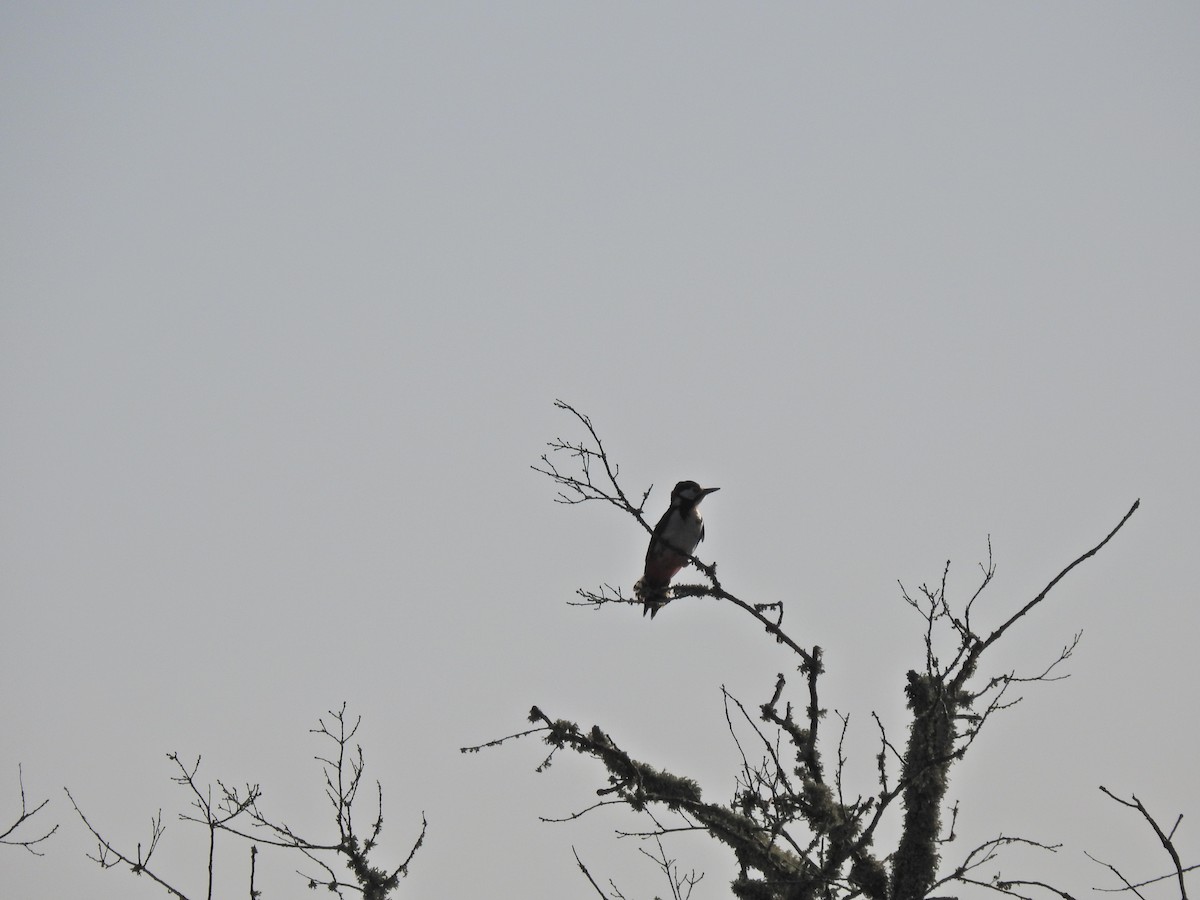 Great Spotted Woodpecker - Nelson Conceição