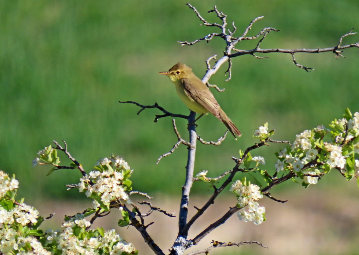 Melodious Warbler - ML617658358