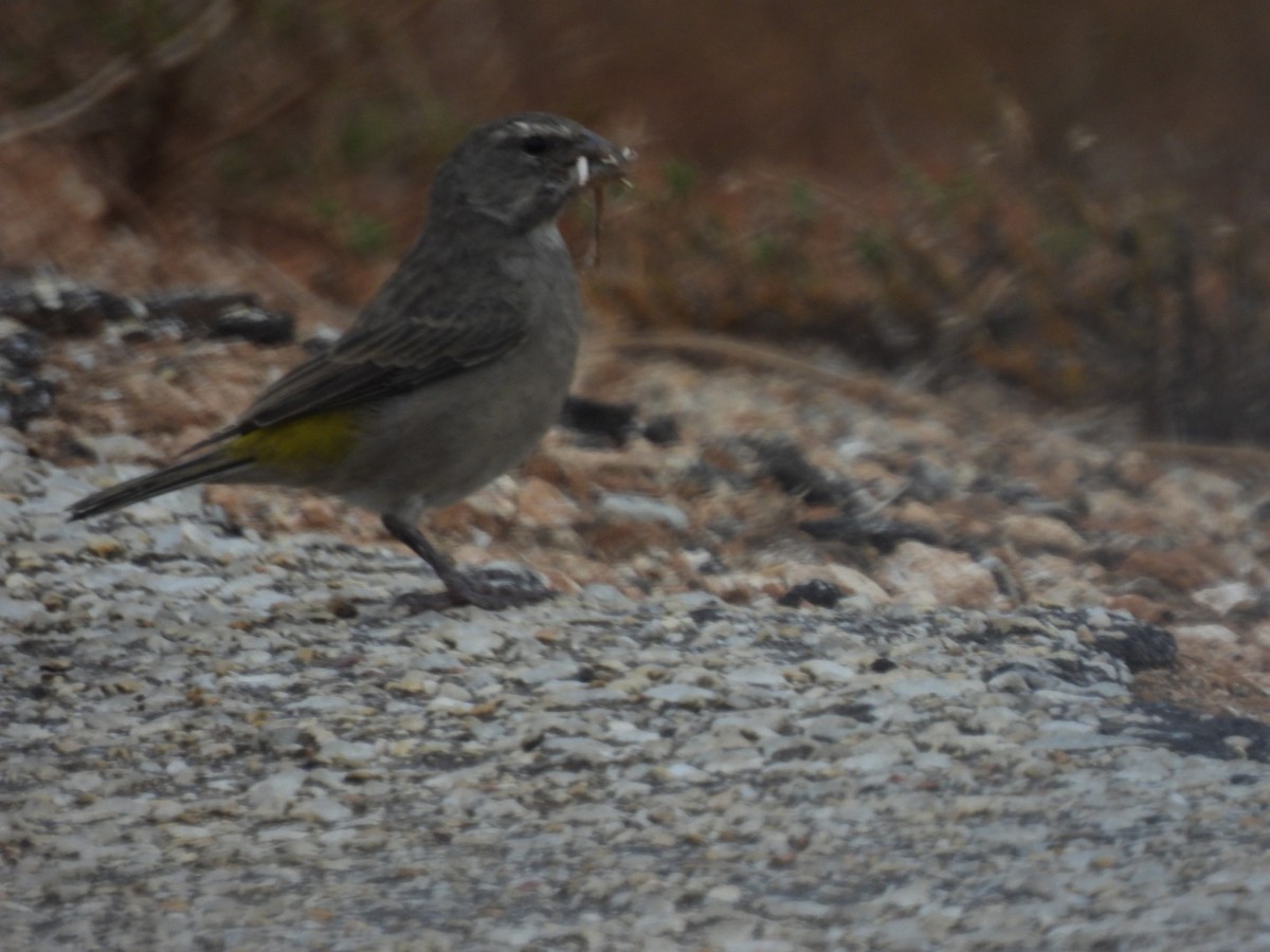 White-throated Canary - ML617658365