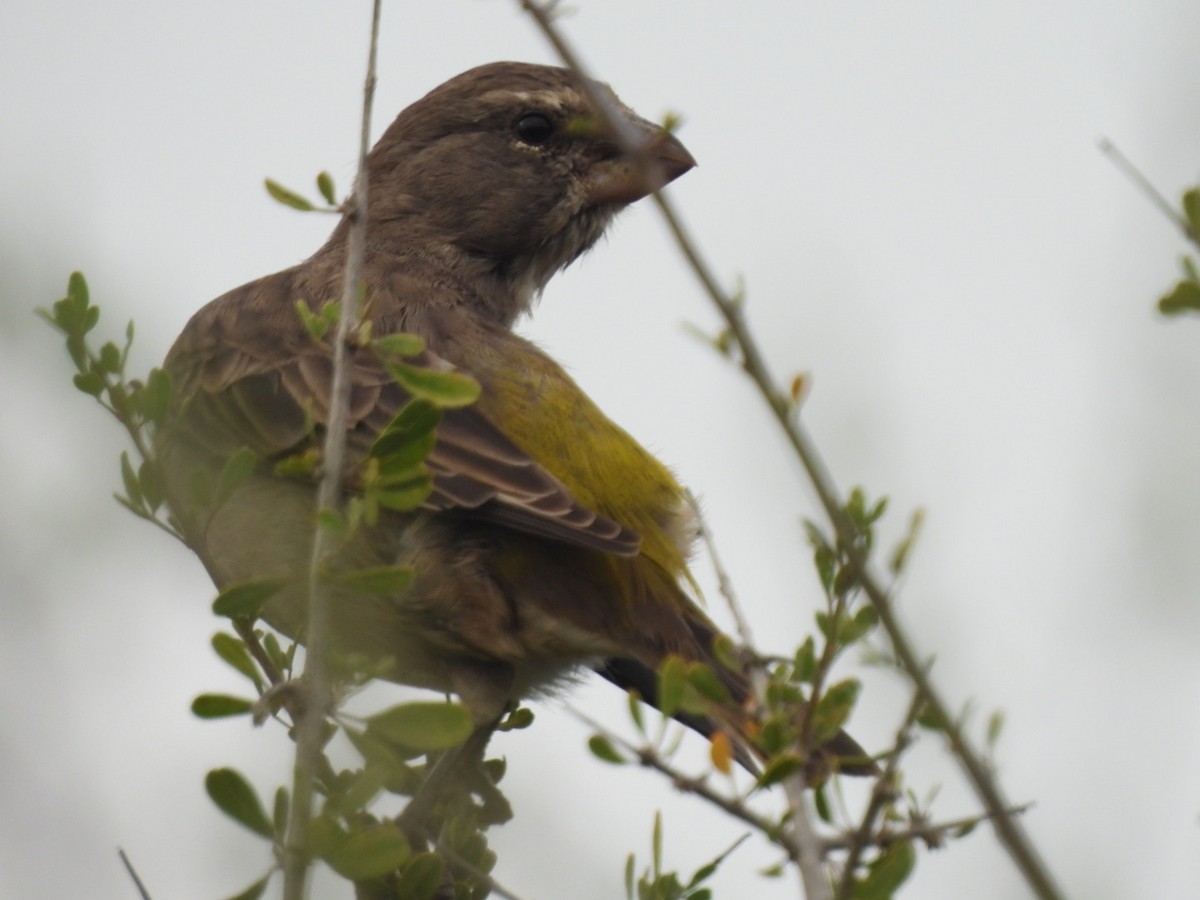 White-throated Canary - ML617658367