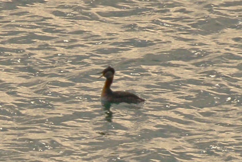 Red-necked Grebe - ML617658373
