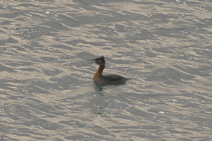Red-necked Grebe - ML617658374