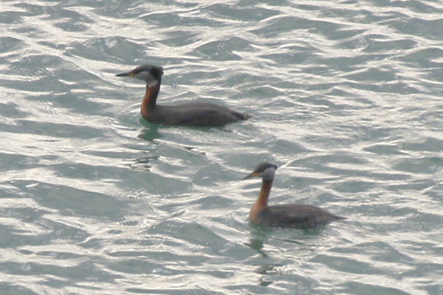 Red-necked Grebe - ML617658375