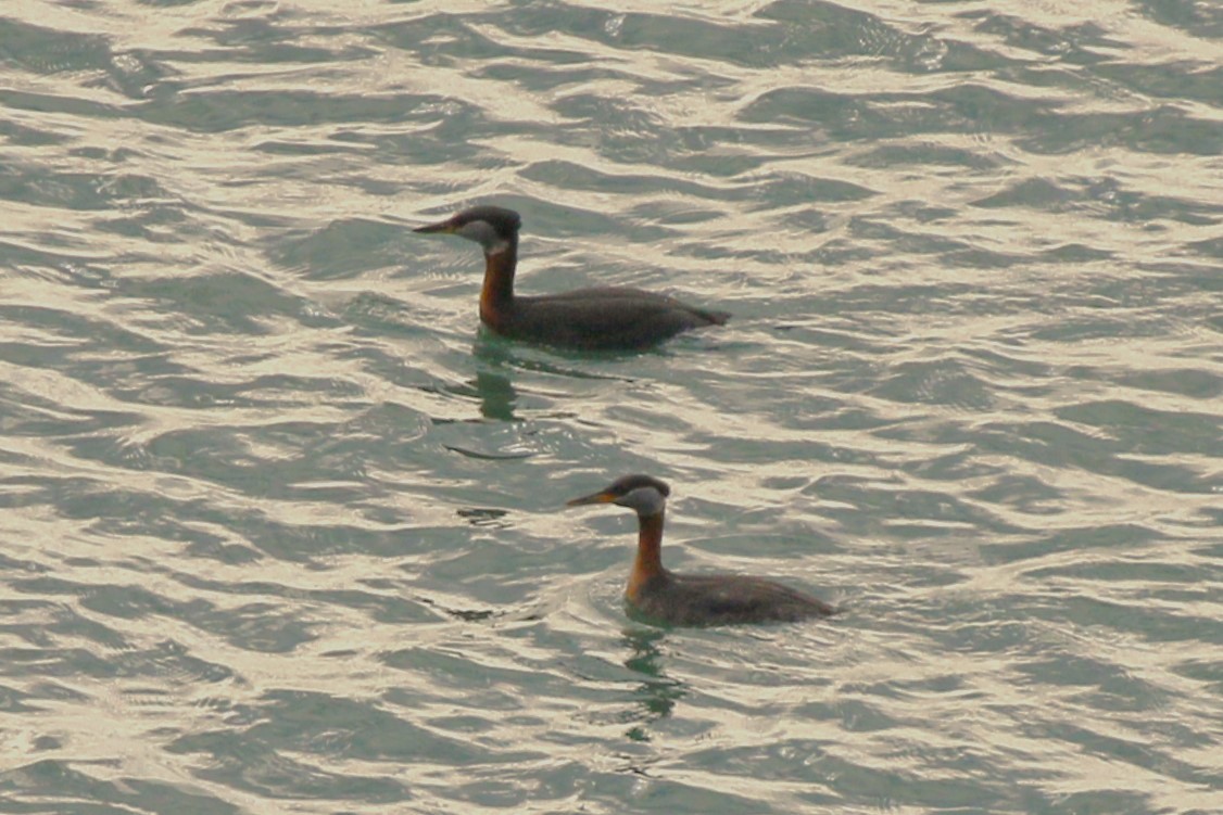 Red-necked Grebe - ML617658376