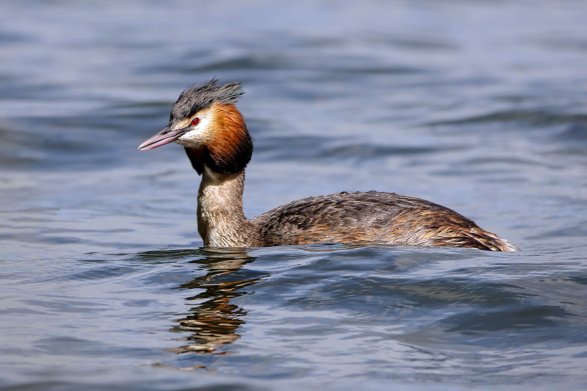 Great Crested Grebe - ML617658387